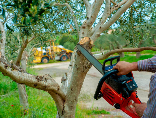 Palm Tree Trimming in Bulverde, TX